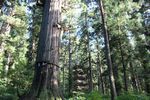 杉木立から見える羽黒山五重塔